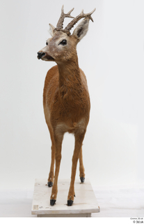 European roe deer whole body 0004.jpg